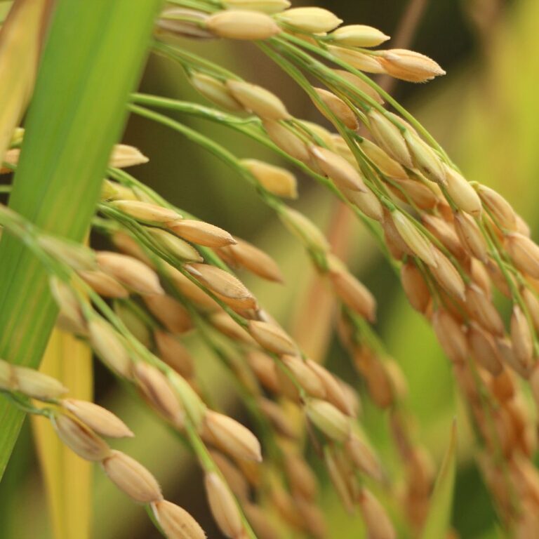 Su Gibi Aziz Çeltik