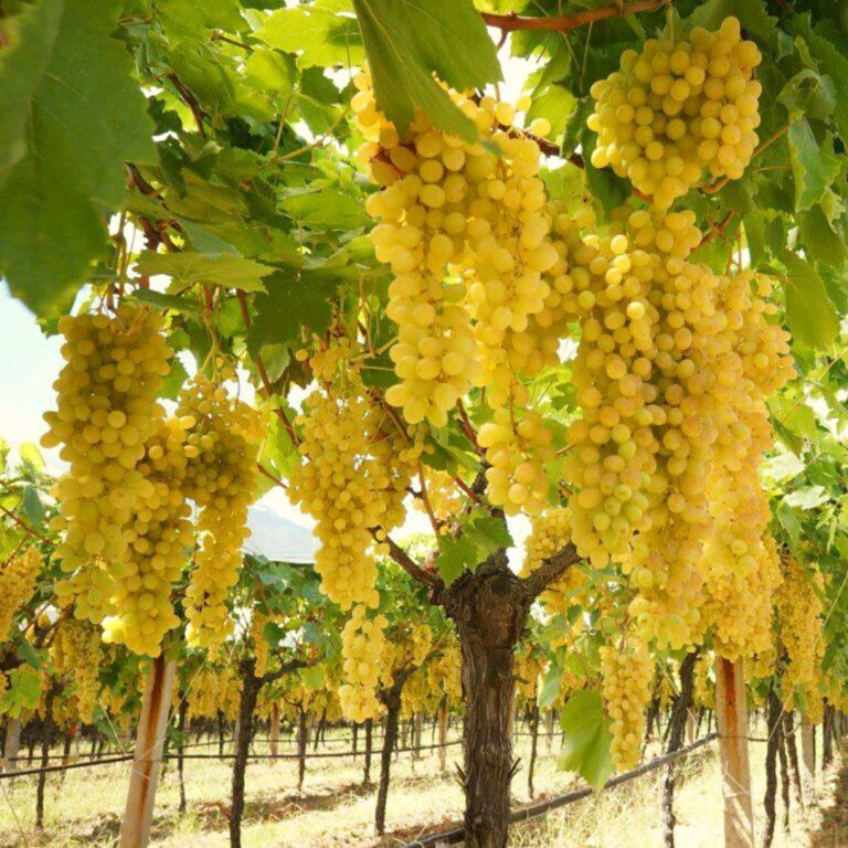 Övgünün Mührü Sultaniye Üzümü