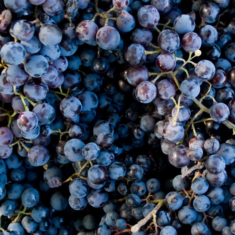 Elazığ'ın Öküzgözü Kara