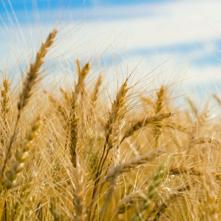 Toprağın Sarmaladığı Tir Buğdayı