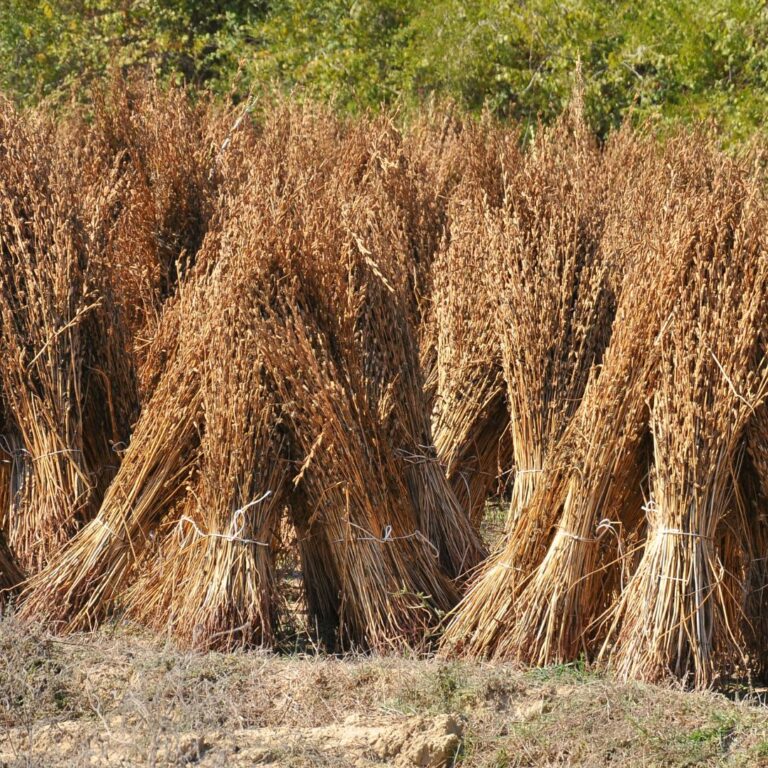 Saraylı Manavgat Susamı